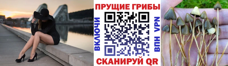 Псилоцибиновые грибы Psilocybe  Купить  Березники 